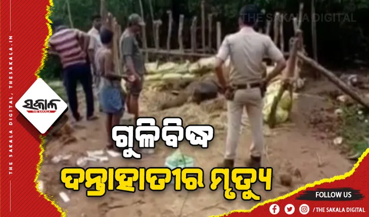ଆଖିବୁଜିଲା ଗୁଳିବିଦ୍ଧ ଦନ୍ତାହାତୀ