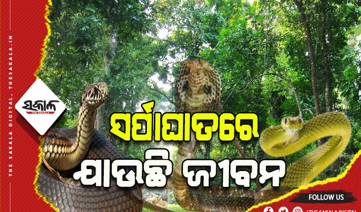 ମୟୁରଭଞ୍ଜର ଗୋପବନ୍ଧୁ ନଗର ବ୍ଲକରେ ସାପ କାମୁଡାରେ ବର୍ଷକୁ ଯାଉଛି ୧୦ରୁ ଅଧିକ ଜୀବନ