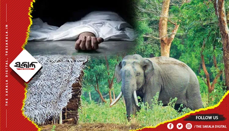 ଗଜରାଜ ଆତଙ୍କ: ମହିଳାଙ୍କୁ କଚାଡ଼ି ମାରିଲା ଦନ୍ତା