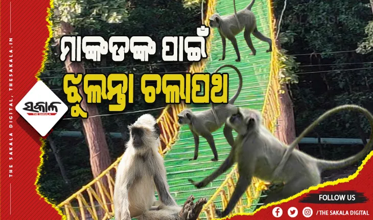 ମାଙ୍କଡଙ୍କ ପାଇଁ ବନ ବିଭାଗ ନିର୍ମାଣ କଲା ଝୁଲନ୍ତା ଚଲାପଥ