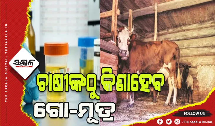 ଛତିଶଗଡ ସରକାରଙ୍କ ବଡ଼ ଘୋଷଣା: ଚାଷୀଙ୍କ ଠାରୁ ଲିଟର ପିଛା ୪ଟଙ୍କାରେ କିଣାହେବ ଗାଈ ମୂତ୍ର