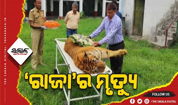 ଦେଶର ସବୁଠୁ ବୟସ୍କ ମହାବଳ ବାଘ ‘ରାଜା’ର ମୃତ୍ୟୁ