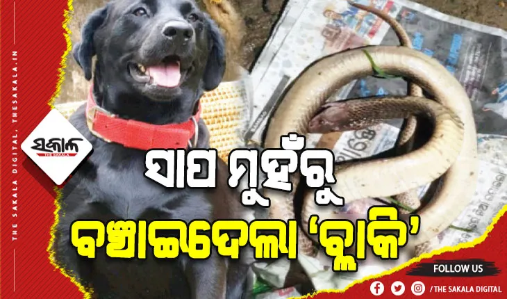 ସାପ ମୁହଁରୁ ନିଜ ମାଲିକର ଜୀବନର ବଞ୍ଚାଇଲା ପୋଷା କୁକୁର