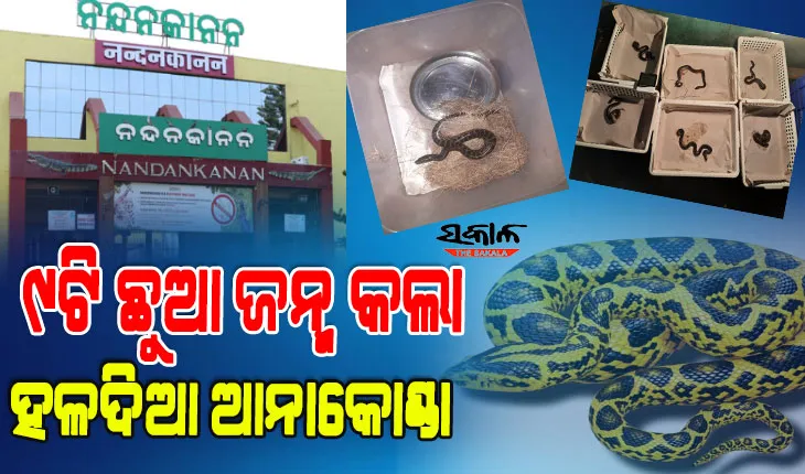 ଜନ୍ତୁପ୍ରେମୀଙ୍କ ପାଇଁ ଖୁସି ଖବର : ନନ୍ଦନକାନନରେ ୯ଟି ଛୁଆ ଜନ୍ମ କଲା ହଳଦିଆ ଆନାକୋଣ୍ଡା