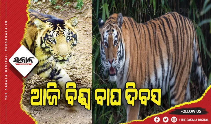 ଆଜି ବିଶ୍ୱ ବାଘ ଦିବସ: ଜଙ୍ଗଲରେ ଶିକାରୀ, ସଫା ହୋଇଯିବେ କଲରାପତରିଆ