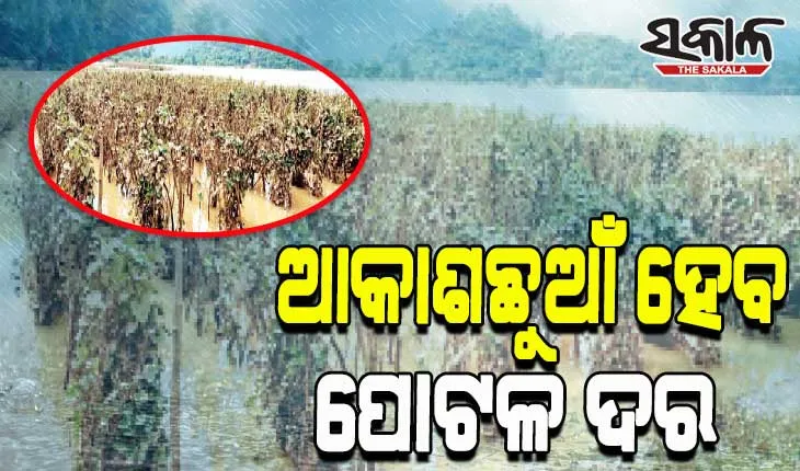 ବନ୍ୟା ବିଗାଡ଼ିଲା ପରିବା ଚାଷୀଙ୍କ ଆର୍ଥିକ ସ୍ଥିତି; ଛାର୍‌ଖାର୍‌ ହୋଇଗଲା ୪ ଶହ ଏକର ପୋଟଳ ଚାଷ