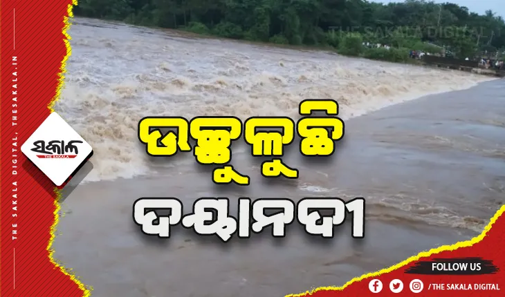 ଉଛୁଳିଛି ଦୟାନଦୀ: କୁମାରଡିହି ଗାଁ ନଦୀବନ୍ଧରେ ଏକାଧିକ ଘଳିଆ ସୃଷ୍ଟି
