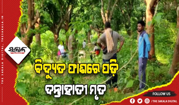 ବାରହା ଶିକାର ପାଇଁ ବିଛା ଯାଇଥିବା ବିଦ୍ଯୁତ ଫାଶରେ ପଡ଼ି ଦନ୍ତାହାତୀର ମୃତ୍ଯୁ