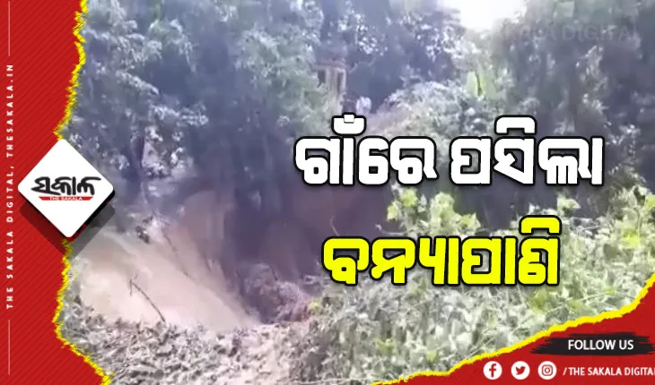 ଗାଁରେ ପସିଲା ବନ୍ୟାପାଣି: କାଣୀ ନଦୀ ବ୍ରହ୍ମଚାରୀପାଟଣା ଠାରେ ୬୦ ଫୁଟର ଘାଇ