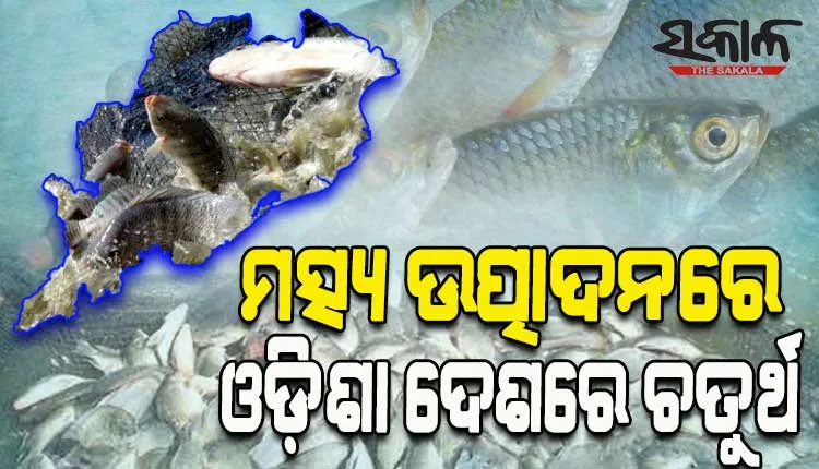 ମତ୍ସ୍ୟ ଉତ୍ପାଦନରେ ଓଡ଼ିଶା ଦେଶରେ ଚତୁର୍ଥ; ଉନ୍ନତ ପ୍ରଜାତିର ମାଛଚାଷରେ ଉଲ୍ଲେଖନୀୟ ଅଭିବୃଦ୍ଧି