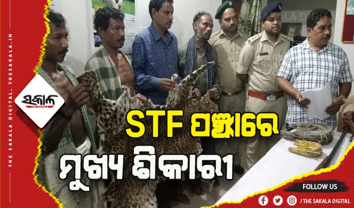 ଏସ୍‌ଟିଏଫ ଓ ଫୁଲବାଣୀ ବନ ବିଭାଗର ଚଢ଼ାଉ: କଲରାପତରିଆ ବାଘ ଛାଲ ଜବତ, ମୁଖ୍ୟ ଶିକାରୀ ସମେତ ୪ ଗିରଫ