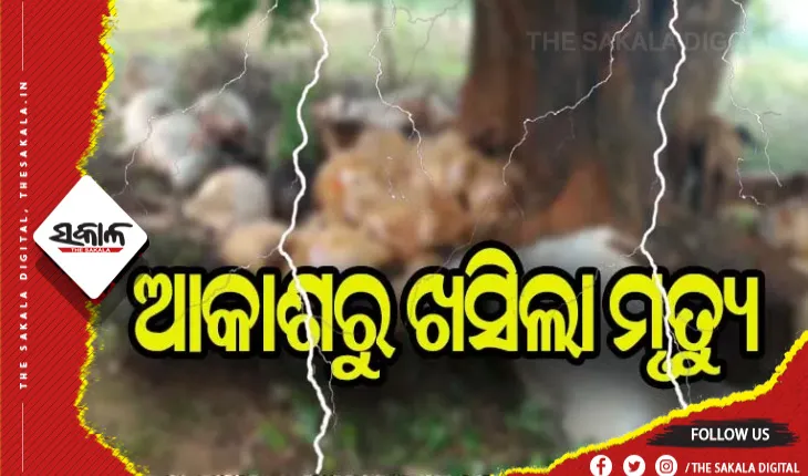ବଜ୍ରପାତରେ ୭ ଗାଈଙ୍କ ମୃତ୍ଯୁ
