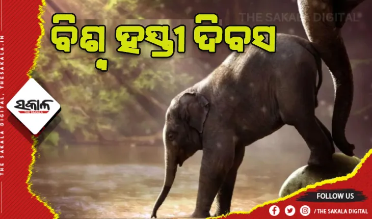 ଆଜି ବିଶ୍ବ ହସ୍ତୀ ଦିବସ