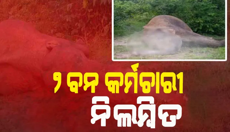ମହାବିରୋଡ଼ ରେଞ୍ଜ ହାତୀ ମୃତ୍ୟୁକୁ ନେଇ ଫରେଷ୍ଟର ଓ ଫରେଷ୍ଟ ଗାର୍ଡ ନିଲମ୍ବିତ