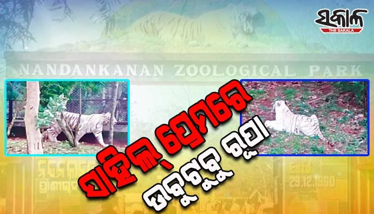 ନନ୍ଦନକାନନରେ ବଦଳୁଛି ବାଘବାଘୁଣୀଙ୍କ ପ୍ରେମର ସମୀକରଣ: ତ୍ରିକୋଣୀୟ ପ୍ରେମରୁ ଏବେ ସେଫ୍‍ ଆଉଟ୍‍