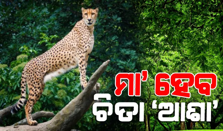 ପ୍ରଧାନମନ୍ତ୍ରୀ ମୋଦୀ ନାମକରଣ କରିଥିବା ଚିତା ବାଘ ‘ଆଶା’ ଗର୍ଭବତୀ, ଭାରତରେ ଚିତାସଂଖ୍ୟା ବୃଦ୍ଧି ଆଶା ଉଜ୍ଜ୍ବଳ