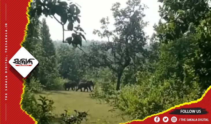କେନ୍ଦୁଝର ସଦର ରେଞ୍ଜ ମହାକୁଡ ସାହିରେ ଧସେଇ ପଶିଲେ ୧୨ଟିକିଆ ହାତୀପଲ, ଦଳିଚକଟି ନଷ୍ଟ କଲେ ବ୍ୟାପକ ଫସଲ