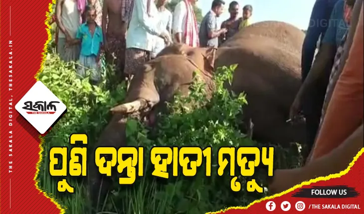 ବିଦ୍ୟୁତ ଆଘାତରେ ଦନ୍ତା ହାତୀର ମୃତ୍ୟୁ ସନ୍ଦେହ, ବନ ବିଭାଗର କାର୍ଯ୍ୟକୁ ନେଇ ଉଠିଲା ପ୍ରଶ୍ନ