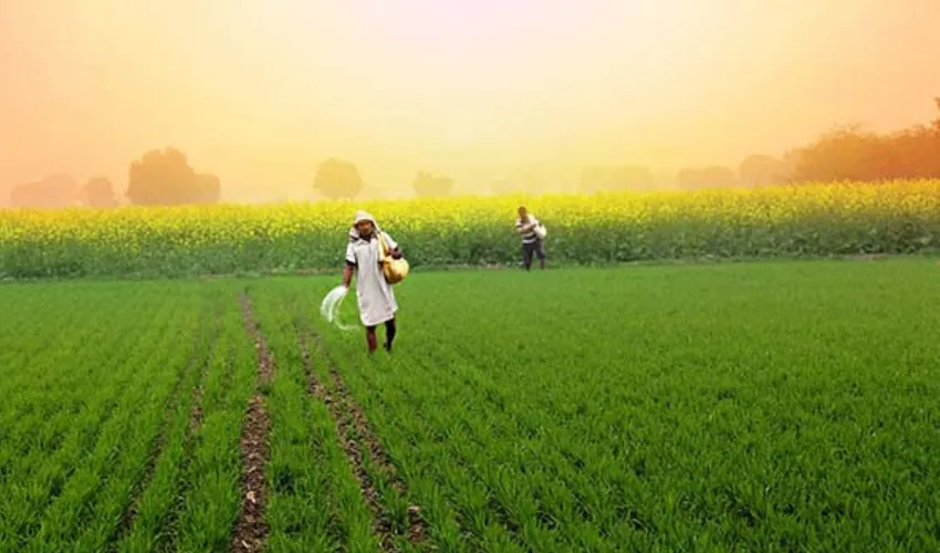 ଦ୍ୱନ୍ଦ୍ୱ ବଢ଼ାଇଲା କେନ୍ଦ୍ରମନ୍ତ୍ରୀଙ୍କ ଉତ୍ତର: ରାଜ୍ୟରେ ବାସ୍ତବ ଚାଷୀ କେତେ ?
