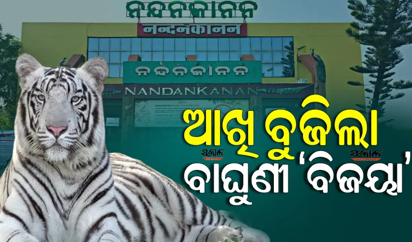 ନନ୍ଦନକାନନ ପ୍ରାଣୀଉଦ୍ୟାନରେ ଧଳା ବାଘୁଣୀ ‘ବିଜୟା’ର ଚିକିତ୍ସାଧୀନ ଅବସ୍ଥାରେ ମୃତ୍ୟୁ, ୨୫କୁ ହ୍ରାସ ପାଇଲା ବାଘ ସଂଖ୍ୟା