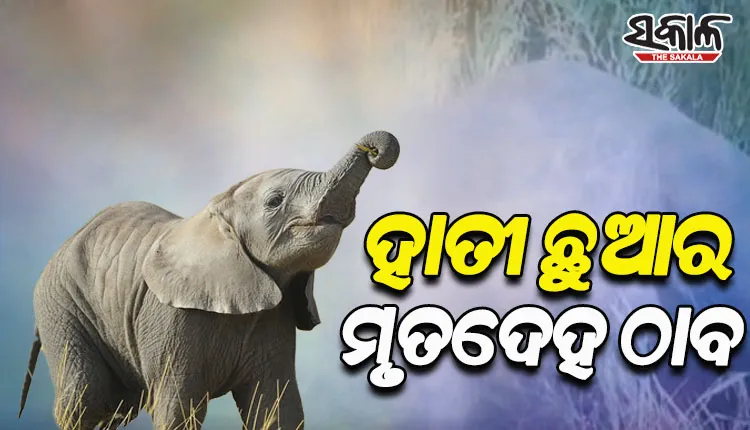 ରାଜ୍ୟରେ ଥମୁନି ହାତୀ ମୃତ୍ୟୁ; ବୁଗୁଡ଼ାରେ ପୁଣି ଏକ ଛୁଆହାତୀର ମୃତ ଦେହ ଉଦ୍ଧାର