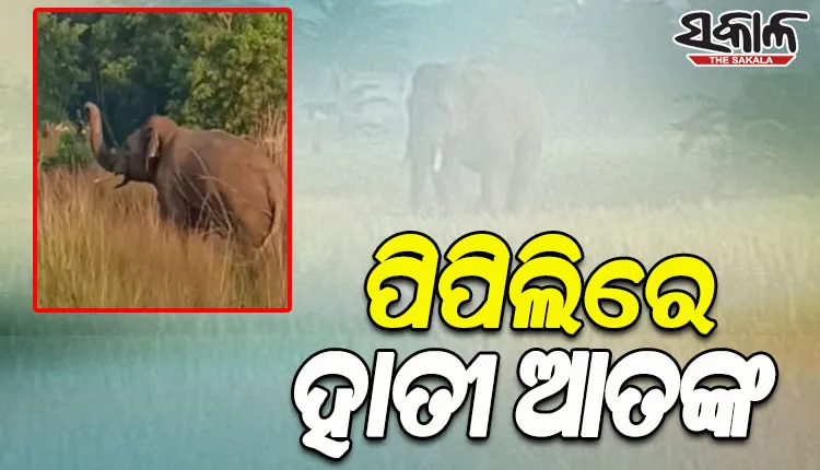 ପିପିଲିରେ ହାତୀ ଆତଙ୍କ; ଲୋକଙ୍କୁ ଦେଖିଲେ ଗୋଡାଉଛି ହାତୀ, ଭୟଭୀତ ଅଞ୍ଚଳବାସୀ