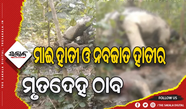 ତେଲକୋଇ କୁଳିଆପାଳ ନିକଟରୁ ଏକ ମାଈ ହାତୀ ଓ ନବଜାତ ହାତୀର ମୃତଦେହ ଠାବ