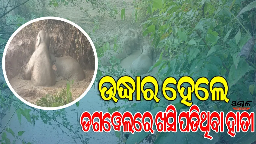 ଗ୍ରାମବାସୀ, ଅଗ୍ନିଶମ ଓ ବନ ବିଭାଗର ଉପସ୍ଥିତ ବୁଦ୍ଧି ଯୋଗୁଁ ନିଶ୍ଚିତ ମୃତ୍ୟୁ ମୁଖରୁ ରକ୍ଷା ପାଇଲେ ଦୁଇ ହାତୀ ଶାବକ, ଦେଖନ୍ତୁ ଭିଡିଓ…..