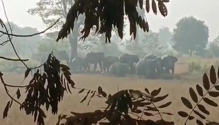 କାମାକ୍ଷାନଗର ସହର ଭିତରେ ୧୧ ଟିକିଆ ହାତୀପଲଙ୍କ ଉପଦ୍ରବ, ଚିନ୍ତାରେ ସ୍ଥାନୀୟ ଲୋକେ