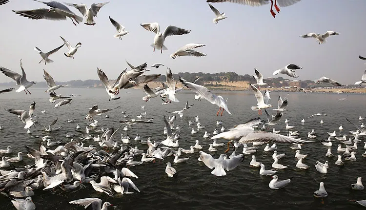 ଭିତରକନିକା ଜାତୀୟ ଉଦ୍ୟାନରେ ତିନି ଦିନିଆ ପକ୍ଷୀ ଗଣନା ଆରମ୍ଭ