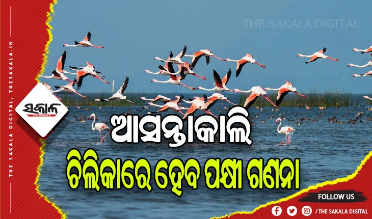 ଆସନ୍ତାକାଲି ଚିଲିକାରେ ହେବ ପକ୍ଷୀ ଗଣନା, ସାମିଲ ହେବେ OUAT ଛାତ୍ର