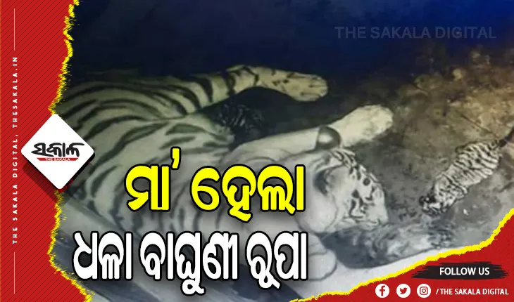 ନନ୍ଦନକାନନକୁ ଆସିଲା ନୂଆ ଅତିଥୀ: ଧଳା ବାଘୁଣୀ ରୂପା ଜନ୍ମଦେଲା ୩ ଶାବକ