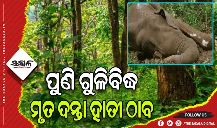 ବଡମ୍ବାରେ ପୁଣି ଗୁଳିବିଦ୍ଧ ମୃତ ଦନ୍ତା ହାତୀ ଠାବ
