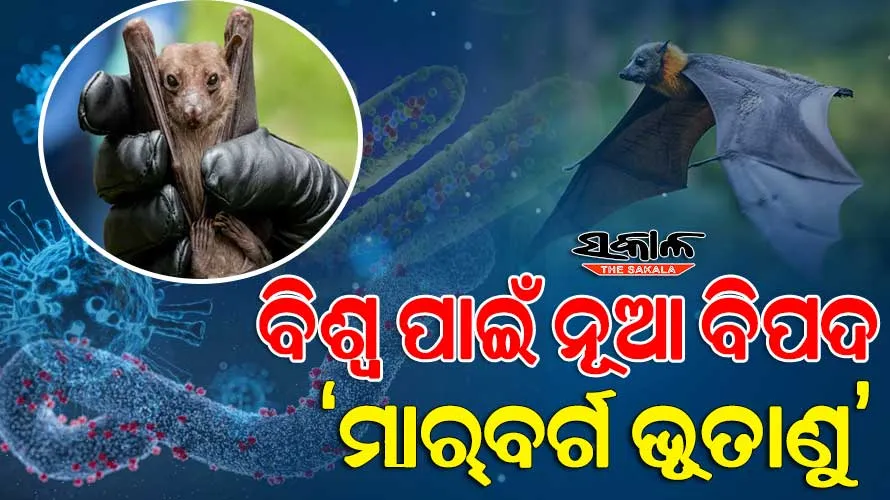 ବ୍ୟାପୁଛି କରୋନାଠୁ ଅଧିକ ବିପଜ୍ଜନକ ମାର୍‌ବର୍ଗ ଭୂତାଣୁ, ନେଲାଣି ୯ ଜୀବନ