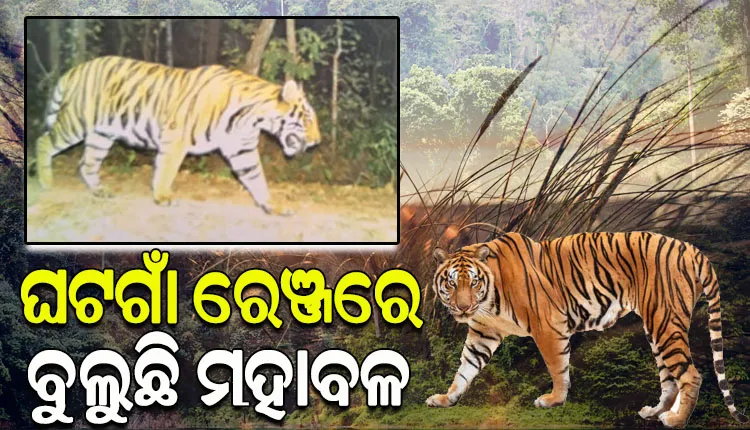 କେନ୍ଦୁଝର ବନଖଣ୍ଡ ଘଟଗାଁ ରେଞ୍ଜରେ ବୁଲୁଛି ମହାବଳ ବାଘ; କ୍ୟାମେରାରେ କଏଦ ହେଲା ବାଘ ବୁଲୁଥିବାର ଫଟୋ