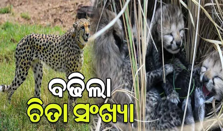 କୁନୋ ଜାତୀୟ ଉଦ୍ୟାନରୁ ଆସିଲା ଖୁସି ଖବର, ୪ ଛୁଆଙ୍କୁ ଜନ୍ମ ଦେଲା ନାମିବ୍ୟା ଚିତା