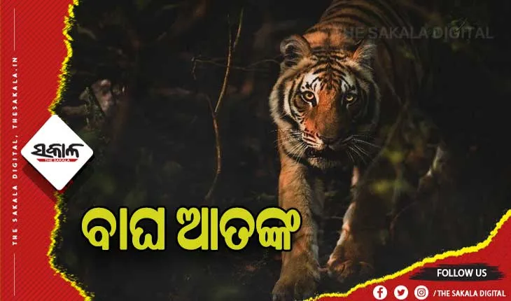 ରାତି ହେଲେ ଆସୁଛି ମହାବଳ ବାଘ, ଆତଙ୍କିତ ଅବସ୍ଥାରେ ସ୍ଥାନୀୟଲୋକେ