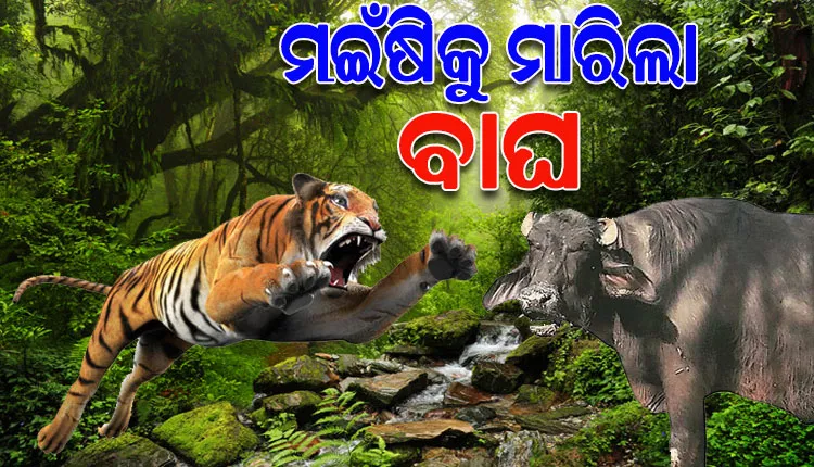 କେନ୍ଦୁଝର ଅଟେଇ ସଂରକ୍ଷିତ ଜଙ୍ଗଲରେ ବାଘ; ୨ ମଇଁଷିକୁ କଲା ଶୀକାର