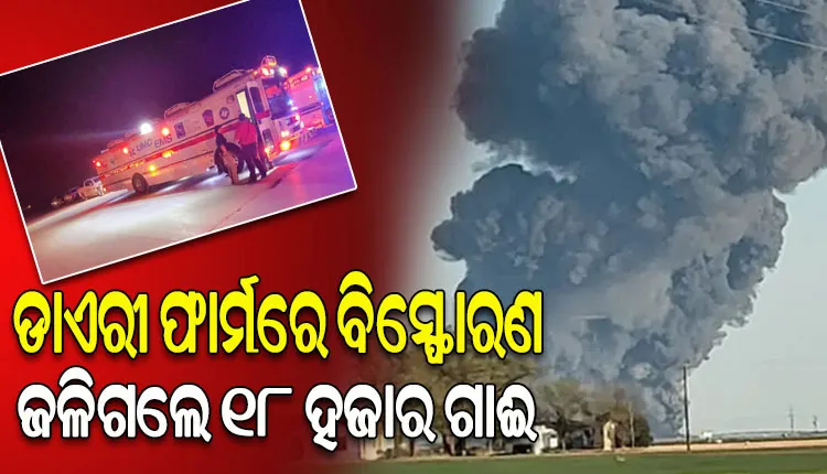 ଆମେରିକାର ଏକ ଡାଏରୀ ଫାର୍ମରେ ବିସ୍ଫୋରଣ, ନିଆଁରେ ଜଳି ପାଉଁଶ ହୋଇଗଲେ ୧୮ ହଜାର ଗାଈ