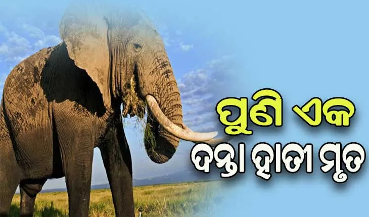 କୁଲଡିହା ଅଭୟାରଣ୍ୟରେ ପୁଣି ଏକ ଦନ୍ତା ହାତୀର ମୃତ୍ୟୁ, କାରଣ ଅସ୍ପଷ୍ଟ