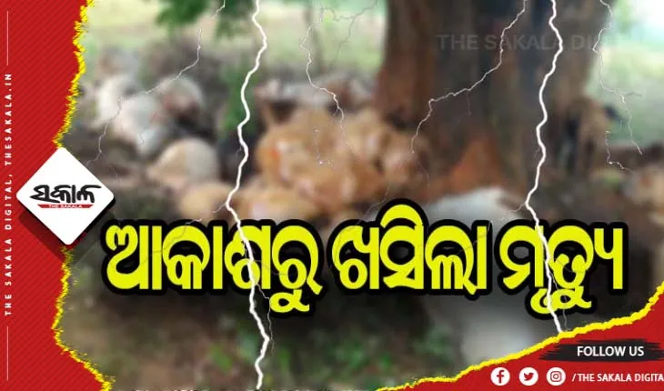 ଆକାଶରୁ ଖସିଲା ମୃତ୍ୟୁ: ବଜ୍ରାଘାତରେ ୧୯ ଗୋରୁ ମୃତ