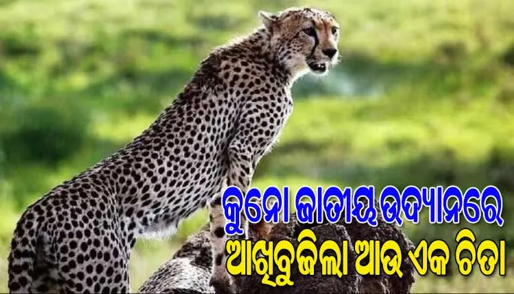 କୁନୋ ଜାତୀୟ ଉଦ୍ୟାନରେ ପୁଣି ଏକ ଚିତାର ମୃତ୍ୟୁ, ଏଯାଏଁ ଗଲାଣି ୩ ଚିତାଙ୍କ ଜୀବନ