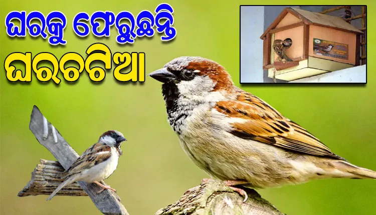 ପରିବେଶ ସନ୍ତୁଳନର ଏକ ବଡ଼ ବାର୍ତ୍ତାବହ ଘରଚଟିଆ; ବିଲୁପ୍ତ ପ୍ରାୟ ଏ ଚଢ଼େଇର ଗୃହ ପ୍ରତ୍ୟାବର୍ତ୍ତନ ପାଇଁ ଗଞ୍ଜାମ ଜିଲ୍ଲାରେ ଉଦ୍ୟମ ଆରମ୍ଭ