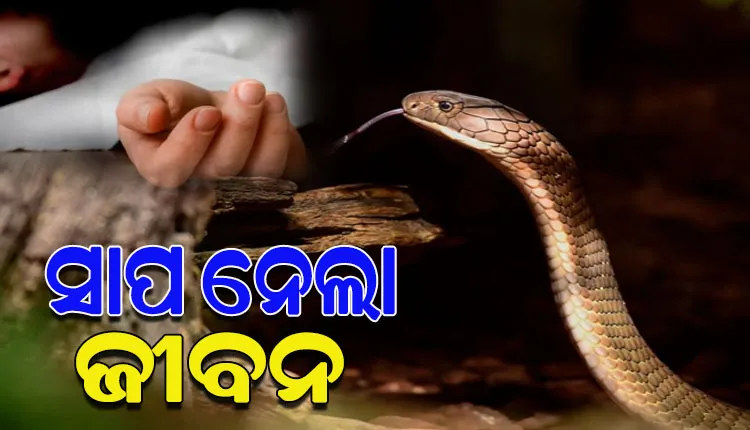 ଶୋଇଥିବା ବେଳେ ସାପ କାମୁଡ଼ାରେ କକା ଓ ପୁତୁରାଙ୍କ ମୃତ୍ୟୁ, ଅନ୍ୟ ଜଣେ ଗୁରୁତର 