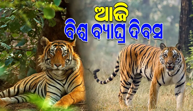 ଆଜି ଅନ୍ତର୍ଜାତୀୟ ‘ବ୍ୟାଘ୍ର ଦିବସ’: ଜୈବ ବିବିଧତାର ସଂରକ୍ଷଣ ଓ ଜୀବଜଗତ ମଧ୍ୟରେ ସନ୍ତୁଳନ ରକ୍ଷା କରିବାରେ ବାଘମାନଙ୍କ ଭୂମିକା ବେଶ ଗୁରୁତ୍ଵପୂର୍ଣ୍ଣ