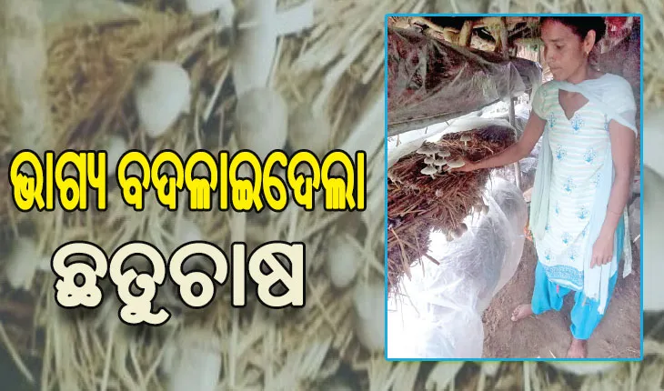 ଛତୁ ଚାଷରୁ ସ୍ବାବଲମ୍ବୀ: ନିଜେ ପଢିପାରି ନଥିଲେ, ଏବେ ଭାଇଭଉଣୀଙ୍କୁ ଆର୍ଥିକ ସହଯୋଗ କରିବା ସହ ଝିଆରୀକୁ କରାଇପାରିଛନ୍ତି ଉଚ୍ଚଶିକ୍ଷିତ