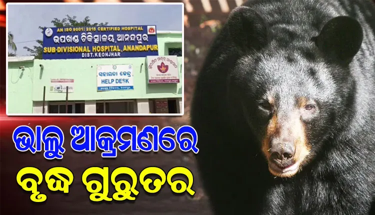 ଛତୁ ତୋଳିବାକୁ ଯାଇ ଭାଲୁ ଆକ୍ରମଣର ଶିକାର ହେଲେ ବୃଦ୍ଧ, ଗୁରୁତର ଅବସ୍ଥାରେ ଡାକ୍ତରଖାନାରେ ଭର୍ତ୍ତି