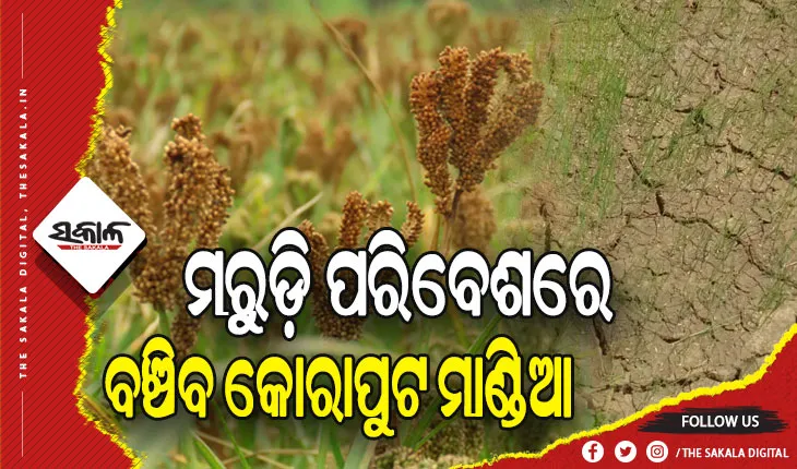 କେନ୍ଦ୍ରୀୟ ବିଶ୍ବବିଦ୍ୟାଳୟର ଗବେଷଣା, ମରୁଡ଼ି ପରିବେଶରେ ବଞ୍ଚିବ କୋରାପୁଟ ମାଣ୍ଡିଆ