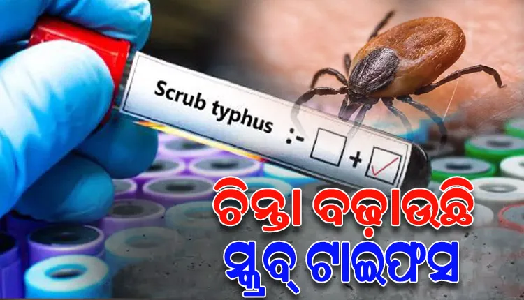 ଚିନ୍ତା ବଢ଼ାଉଛି ସ୍କ୍ରବ୍ ଟାଇଫସ, ସୁନ୍ଦରଗଡ଼ରୁ ଚିହ୍ନଟ ହେଲେ ଆଉ ୧୧ ଆକ୍ରାନ୍ତ