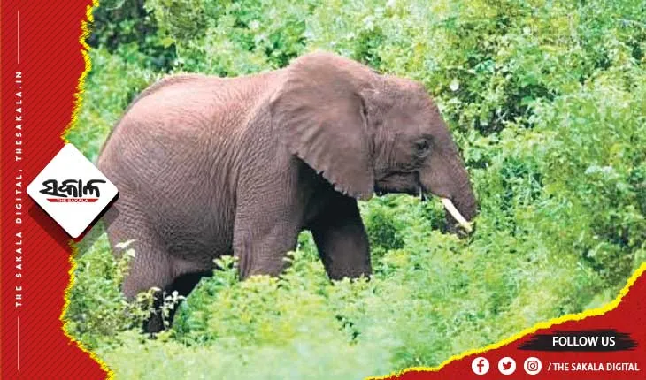 ସାତକୋଶିଆ ଅଭୟାରଣ୍ୟରେ ୨ଟି ହାତୀର ମୃତଦେହ ଠାବ